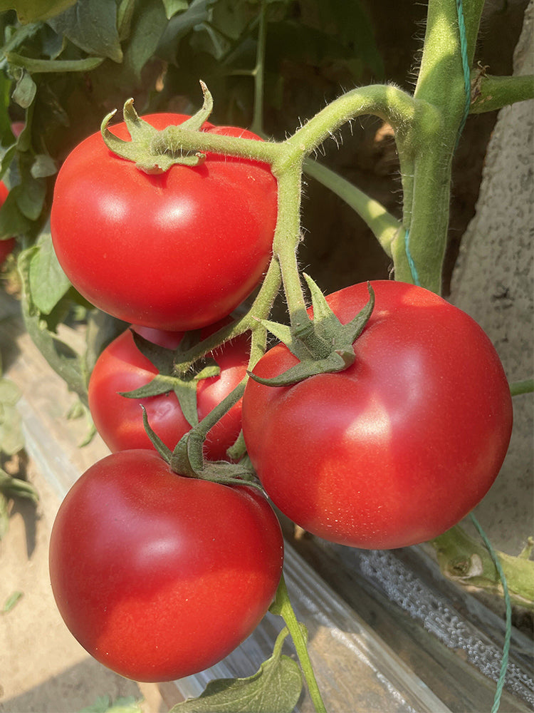 Maofen 802 Tomato