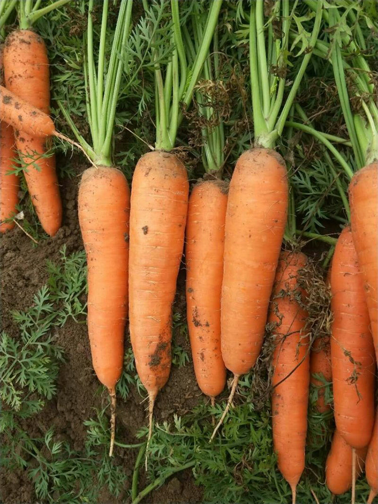 'Fengmei Xiaohongshen' Carrot