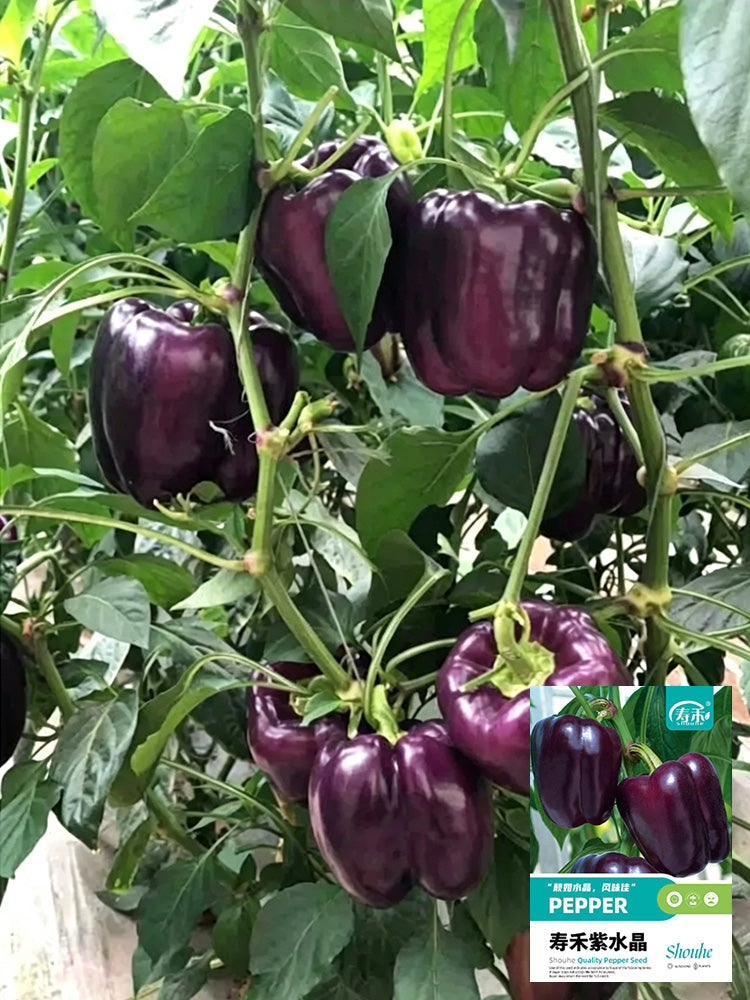 Shouhe Amethyst Sweet Pepper
