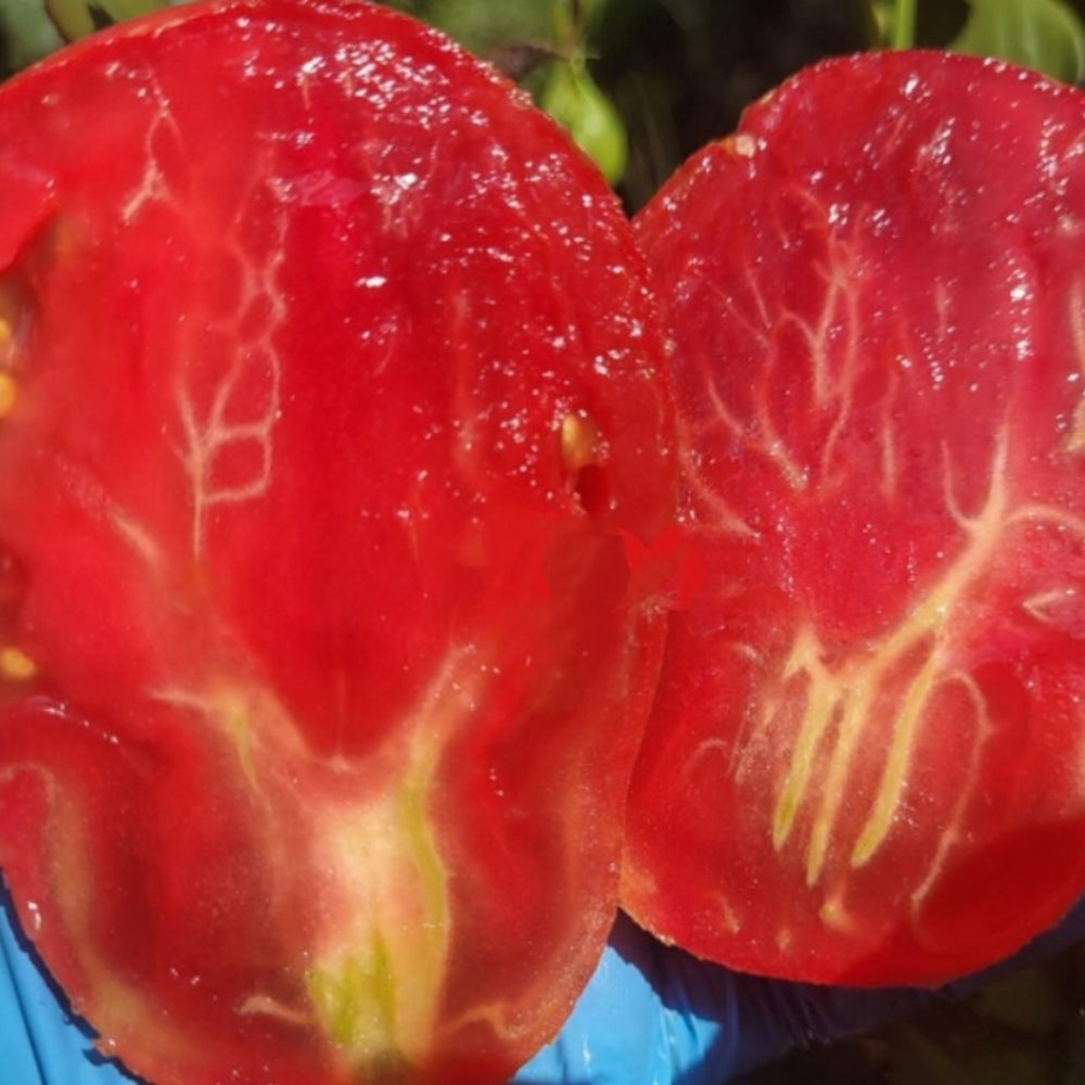 806 Your Smile F7 Tomato