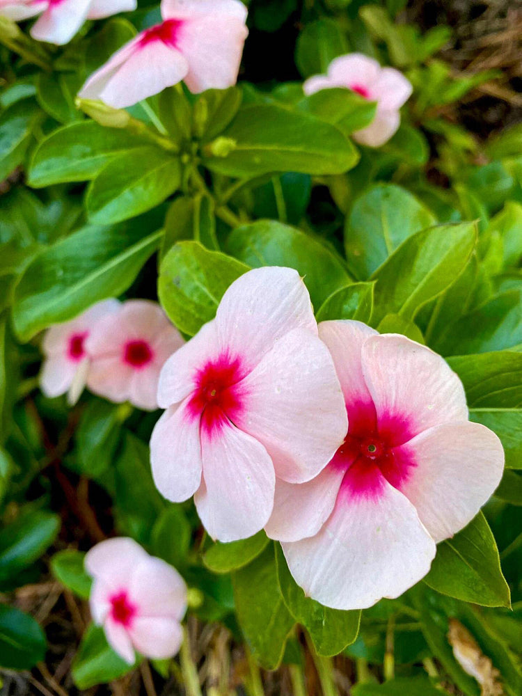 Pink Madagascar Periwinkle (Catharanthus roseus)