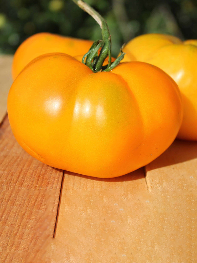 'Peaches and Cream' Tomato