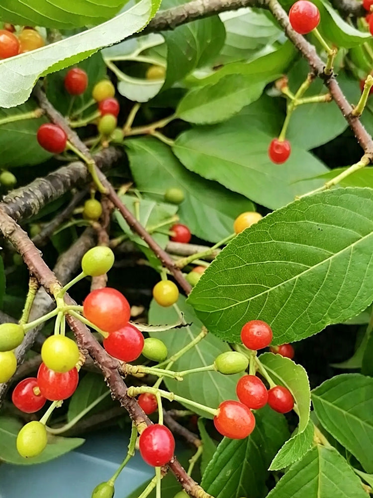 Wild Cherry Rootstock