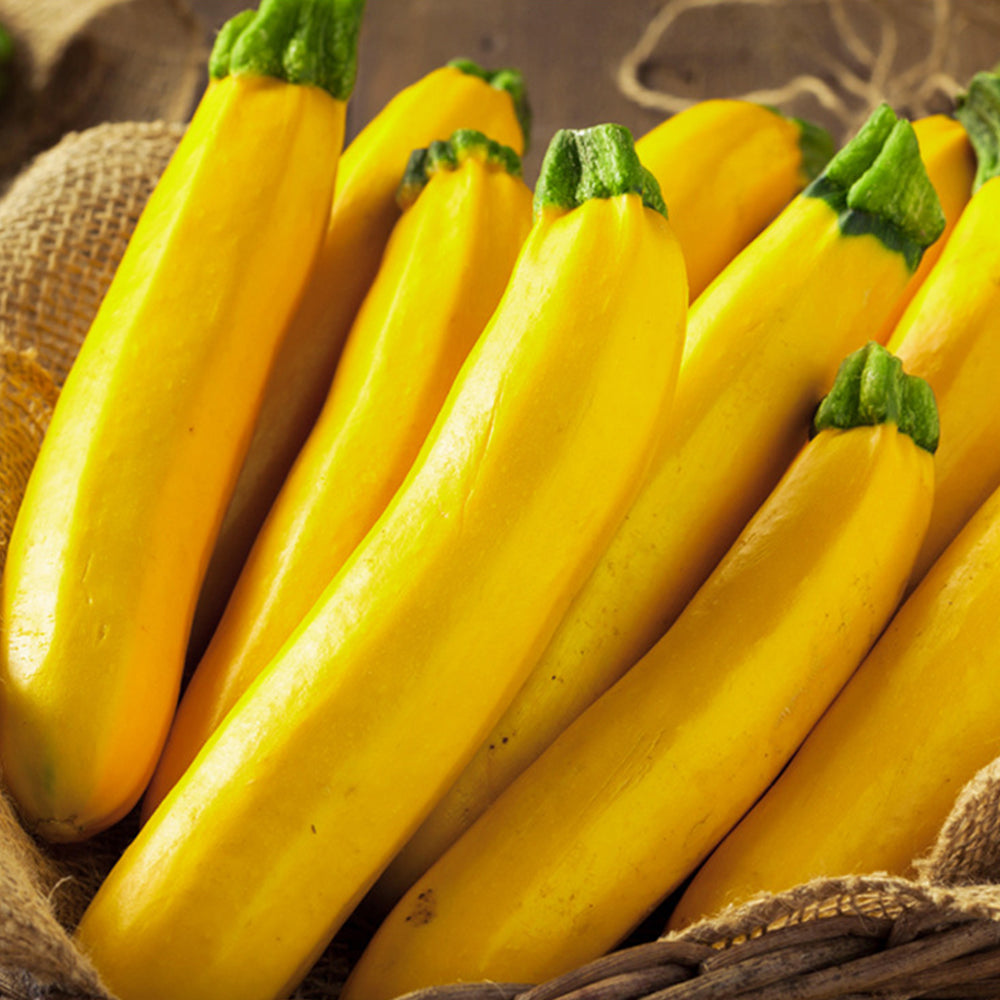 5 Bags (10 Seeds / Bag) of Yellow Zucchini Seeds, 'Yellow Banana' series