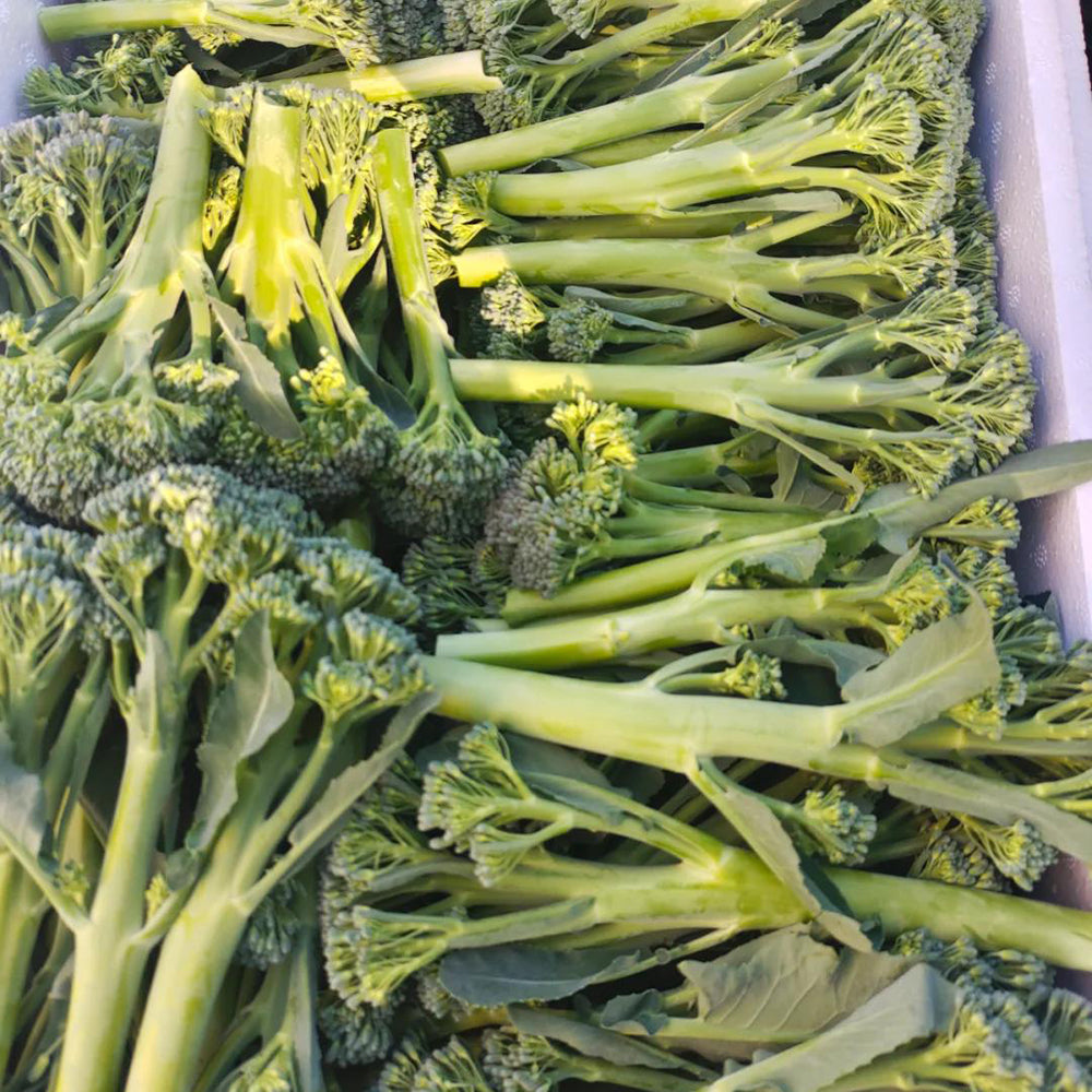 W962 Jie Mei Sprouting Broccoli