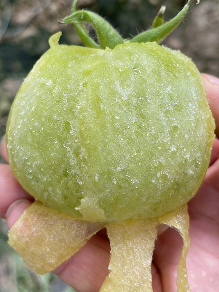 Super Sweet Sandy Green Tomato