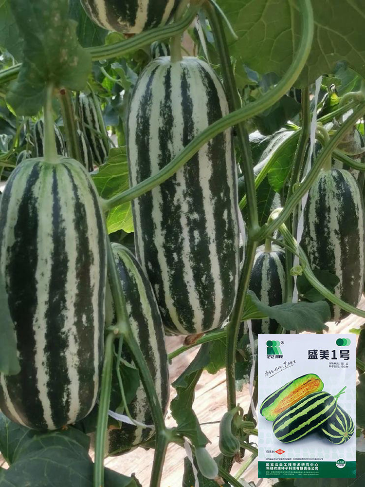 Shengmei No.1 F1 Melon