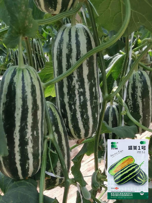 Shengmei No.1 F1 Melon