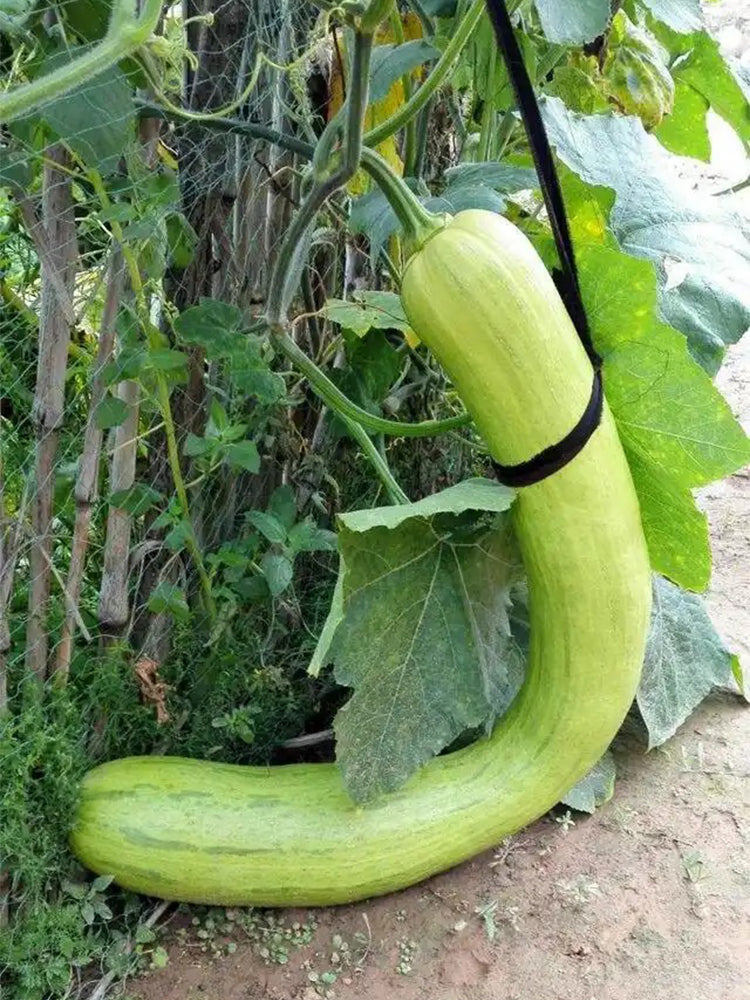 Giant Kan Gua Squash