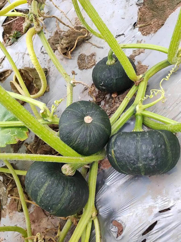 Mini Black Baby Pumpkin