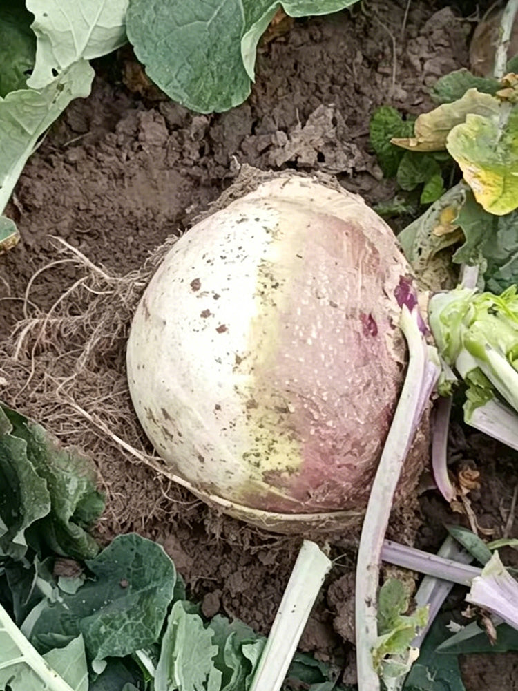 Giant Turnip