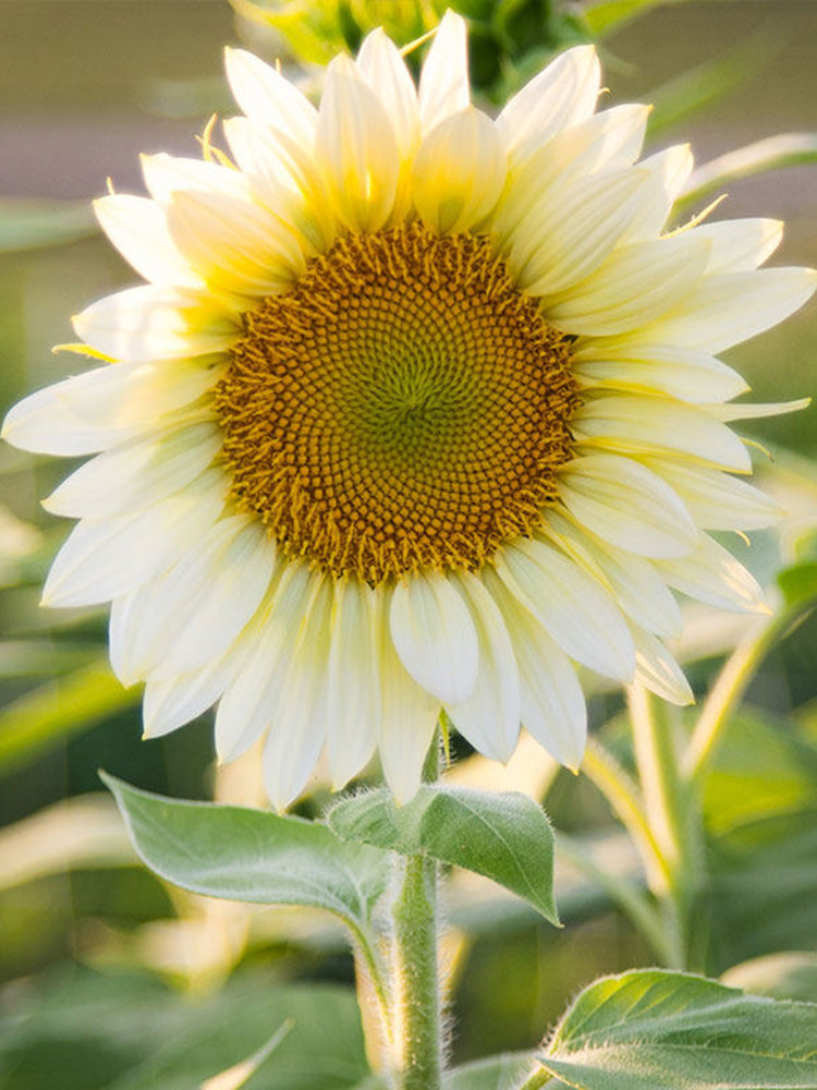 'White Moonlight' Sunflower