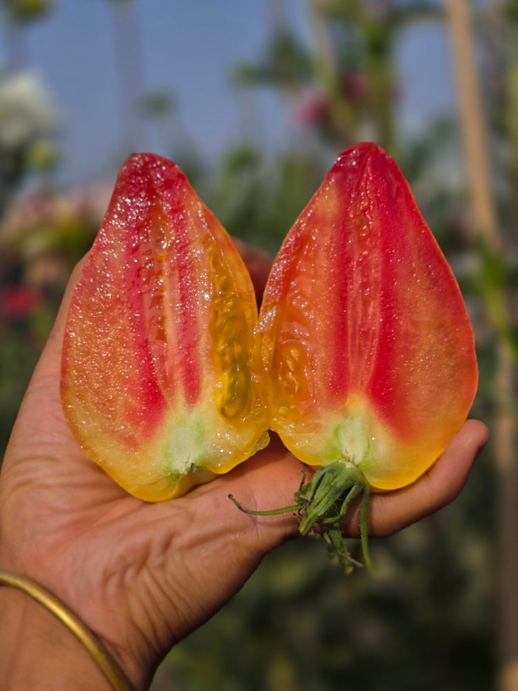 1017 Temptation F7 Tomato