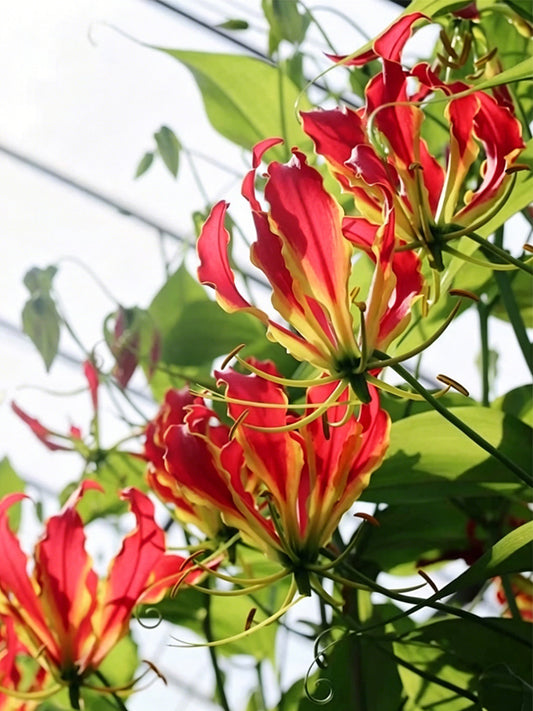 Mixed Color Gloriosa Lily