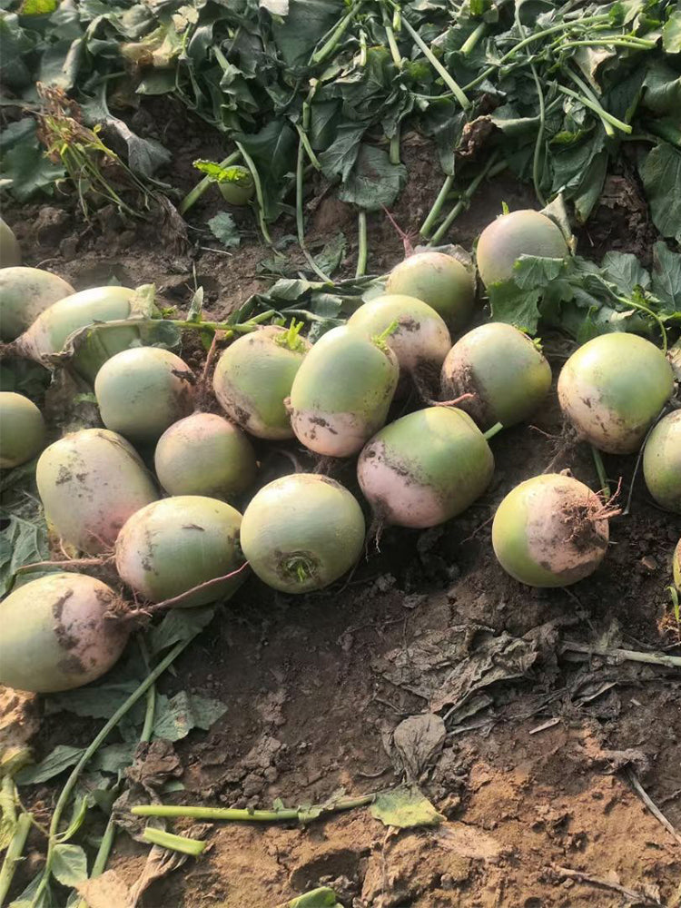 Xinlimei Radish