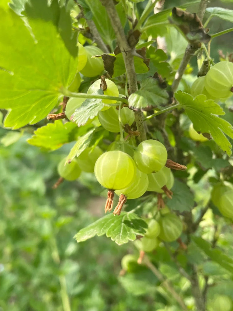 Green Gooseberry