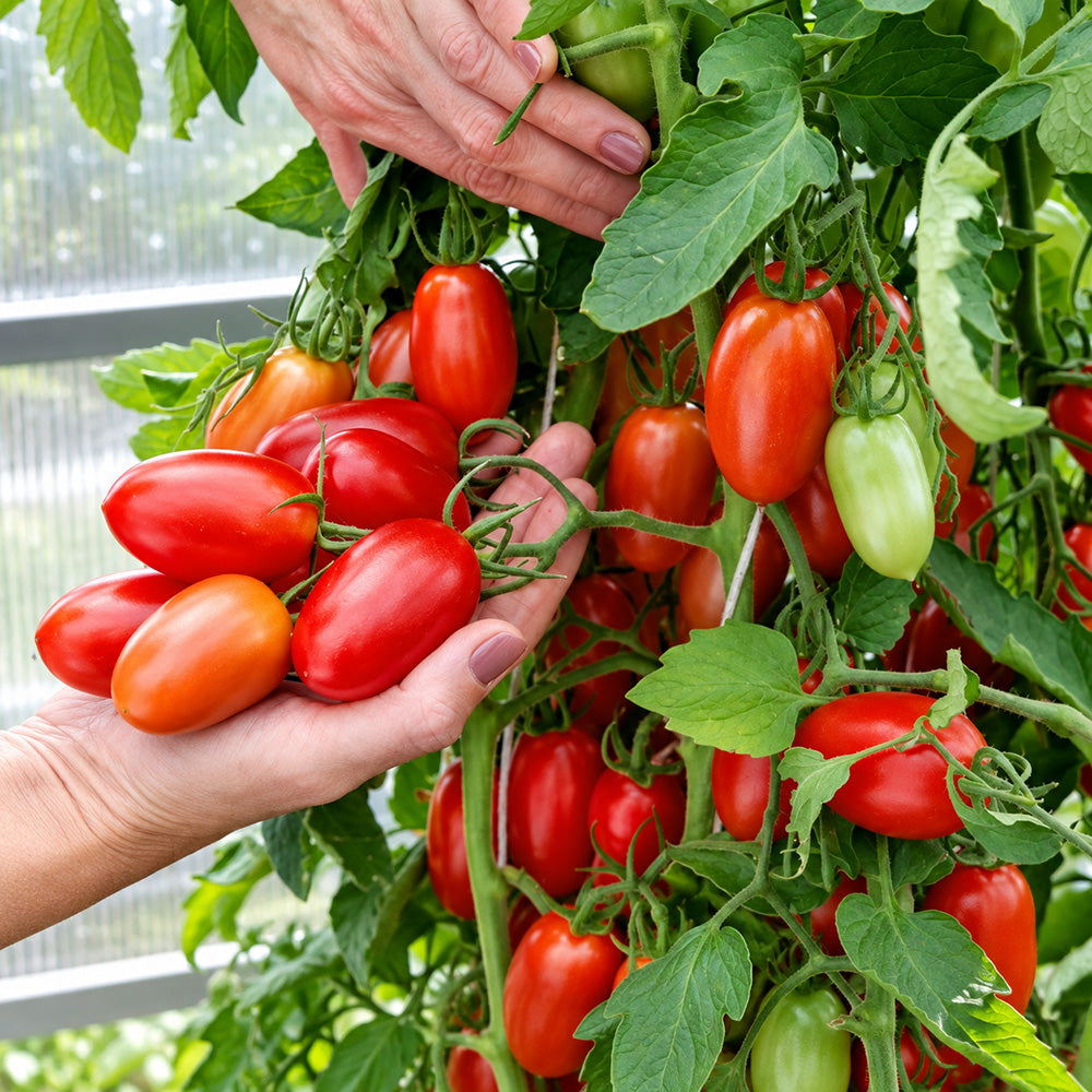 558 Jack Pot F1 Tomato