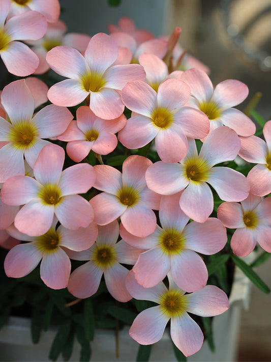 Oxalis obtusa Series Bulb - 'Icing'