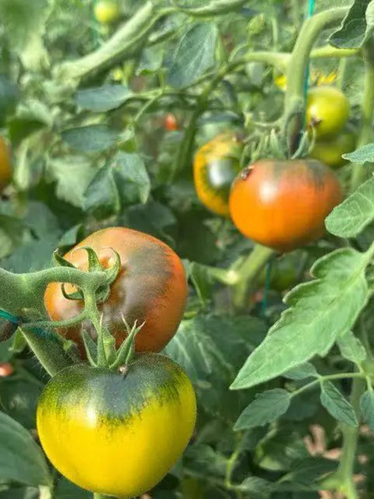 Super Sweet Sandy Strawberry Tomato