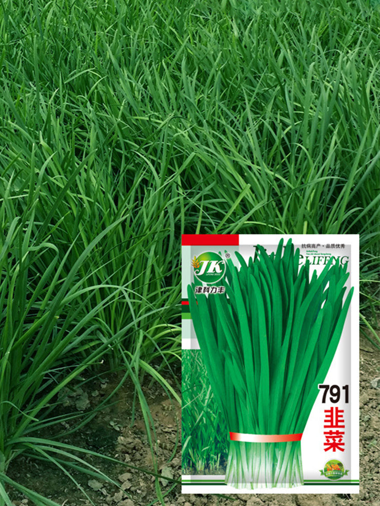 791 Series Chinese Chives