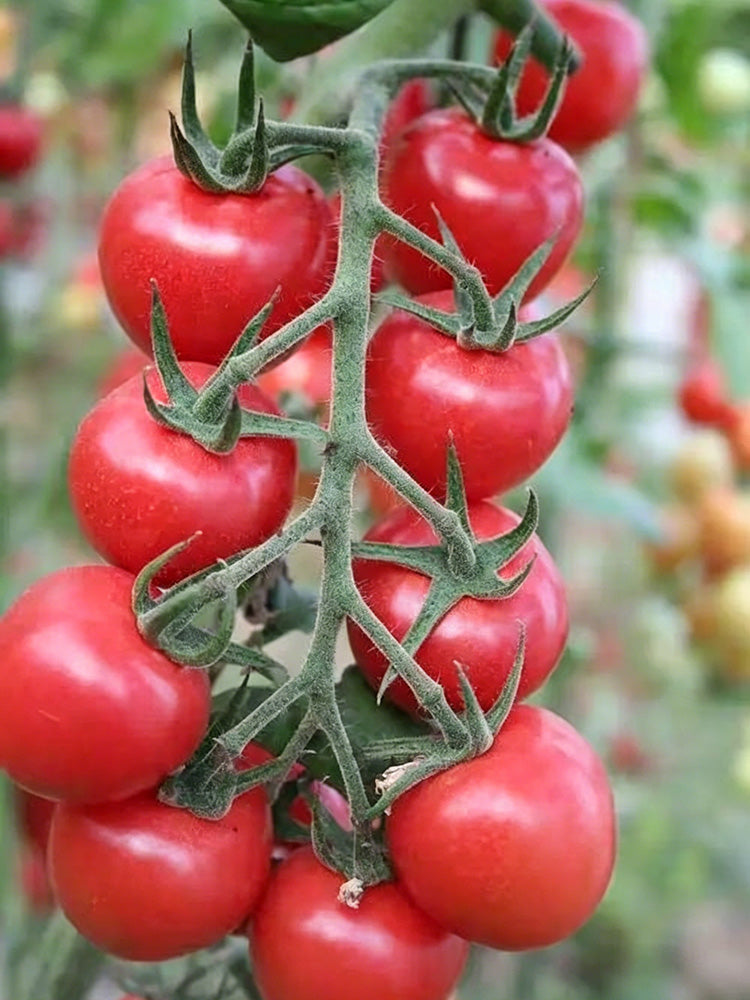 'Zhongying 2478' Cherry Tomato