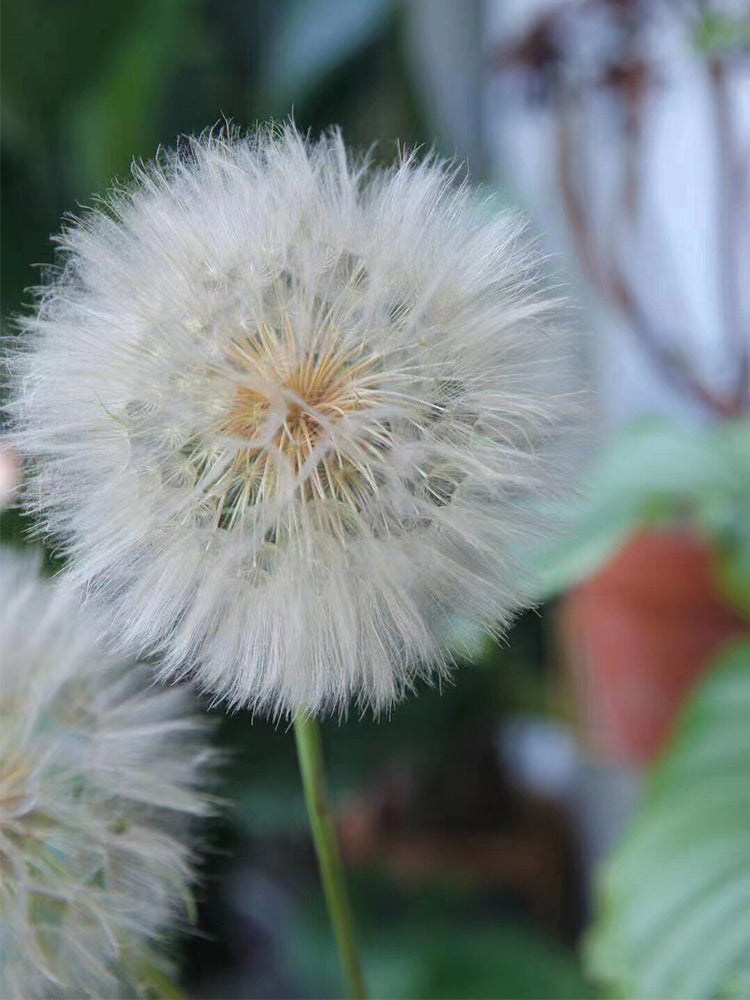 Giant Dandelion (Tragopogon orientalis)