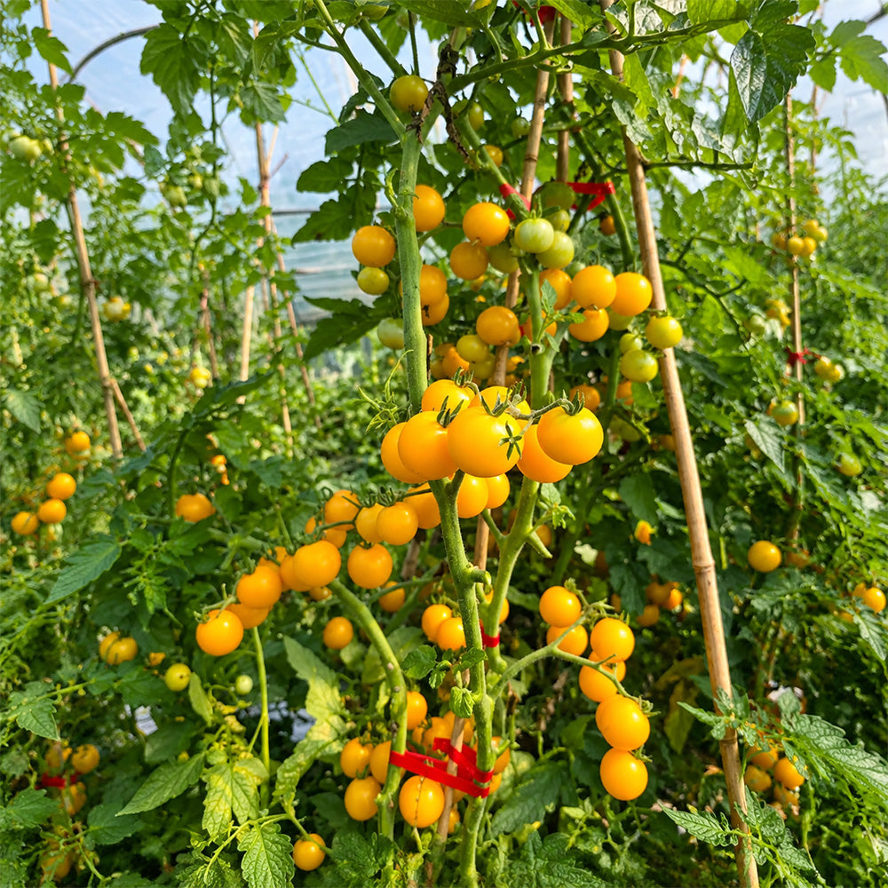 310 Dwarf Eagle Smiley Tomato