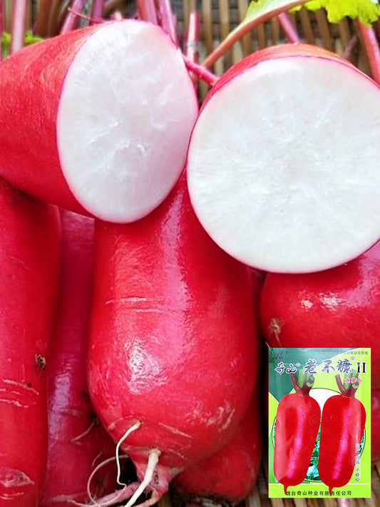 'Qishan Laobukang No.2' Water Radish