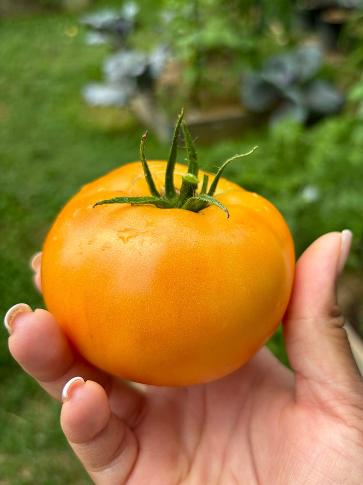 Amish Gold Tomato
