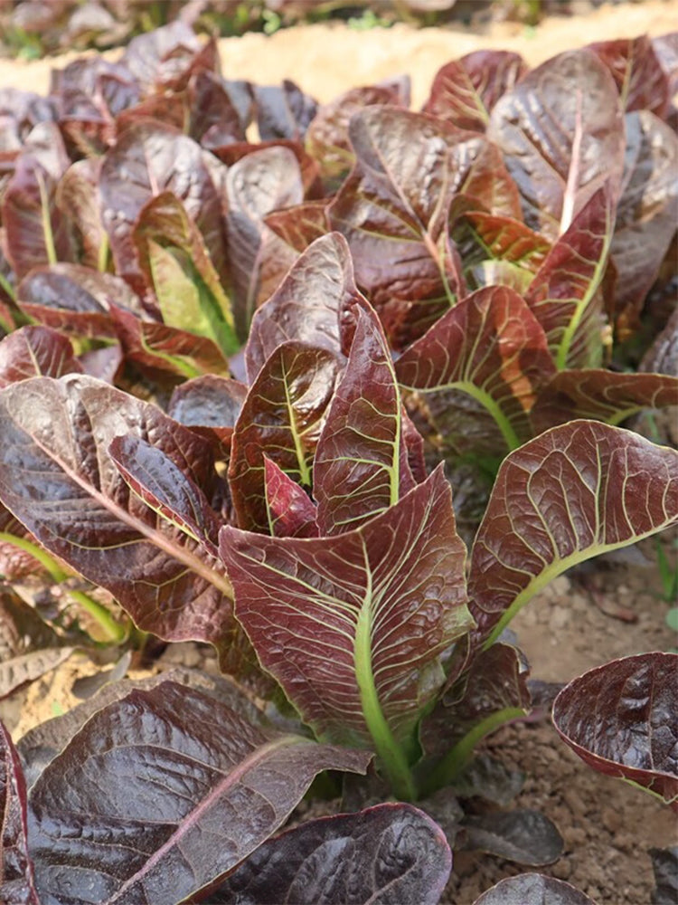 Purple Roman Lettuce