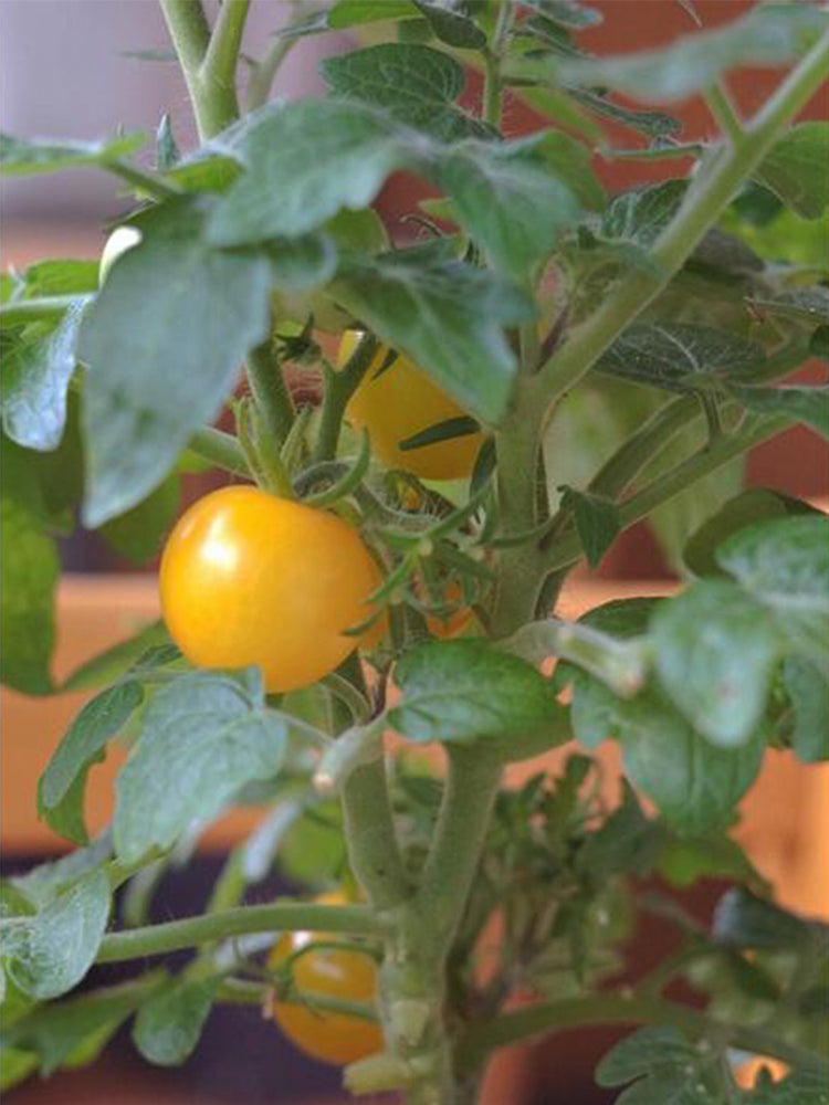 'Jinmeixiuzhu' Cherry Tomatoes