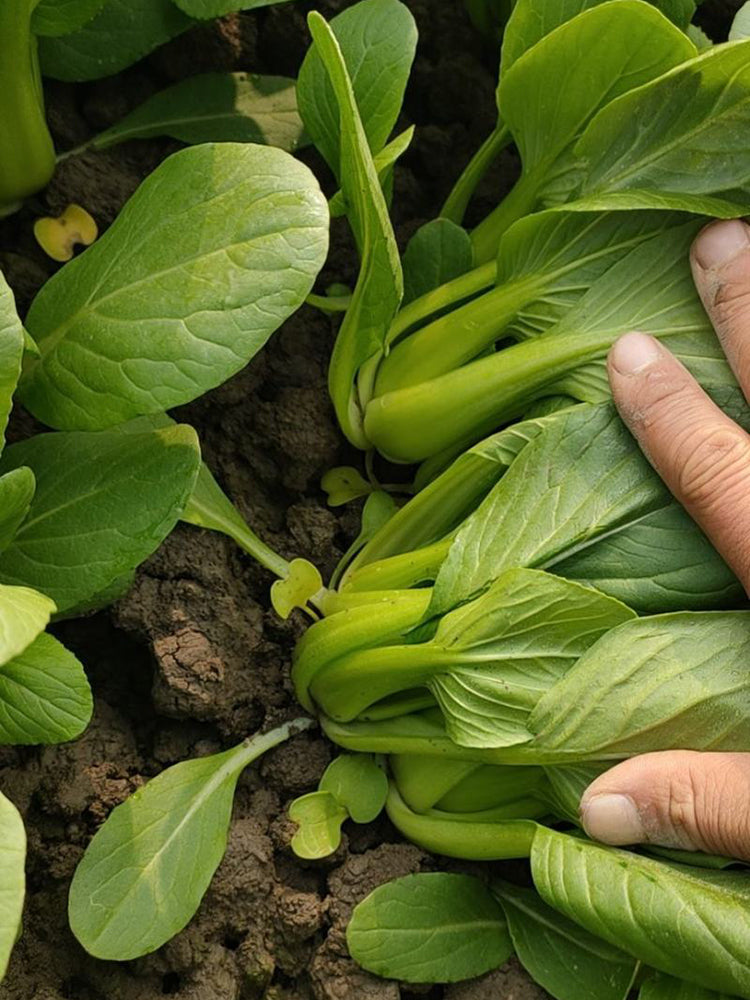 Qingjiang Sweet Pak Choi