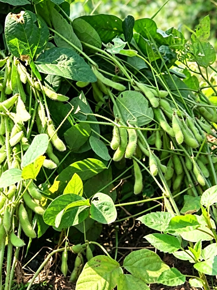 Small Black Soybean