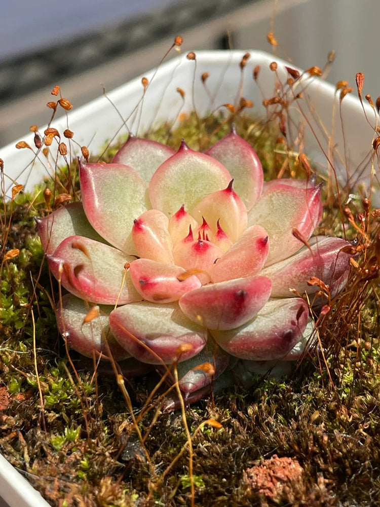 Echeveria cv. 'Starlight Jenny'