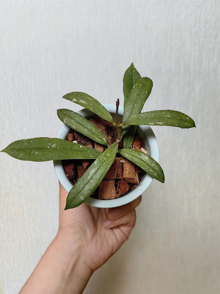 Hoya rigidifolia Unrooted Stem Cuttings