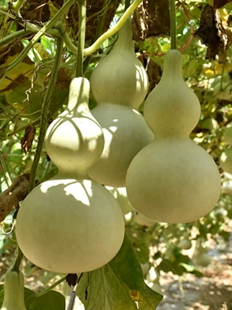 Large Wine Gourd