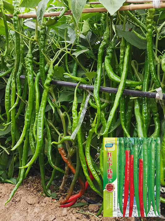 Hongtianxia String Peppers