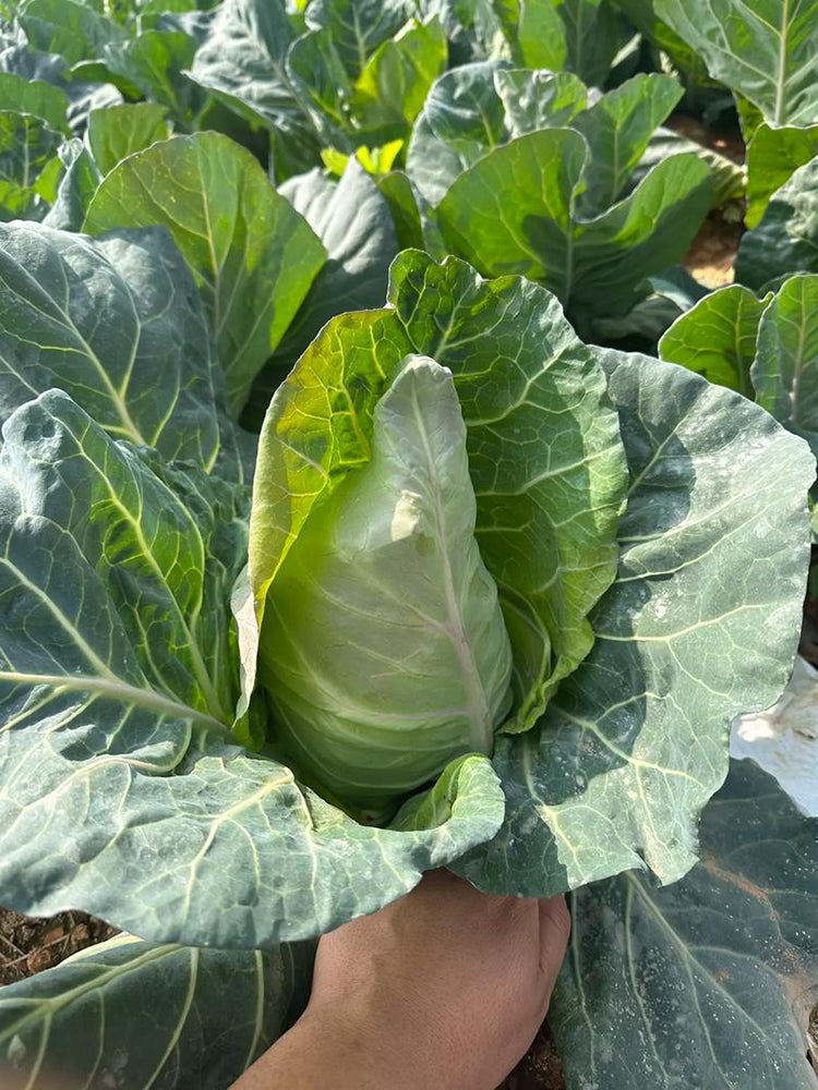 Huachen Oxheart Cabbage