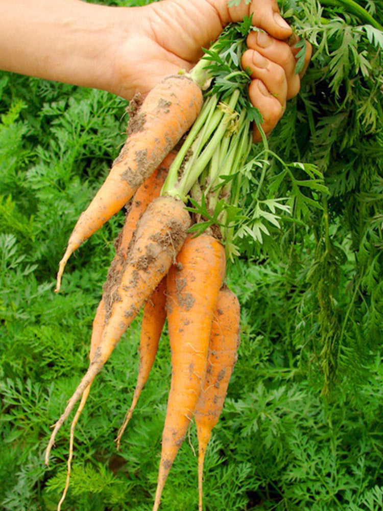 Dutch Mini Carrots