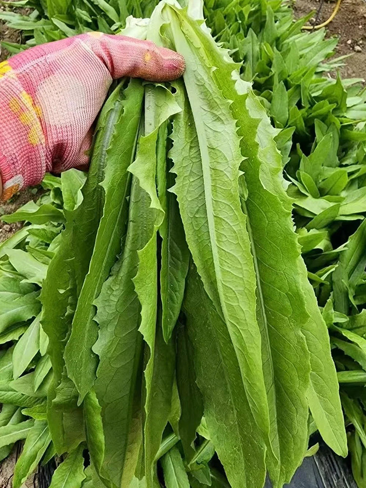 Traditional Tender Youmai Cai