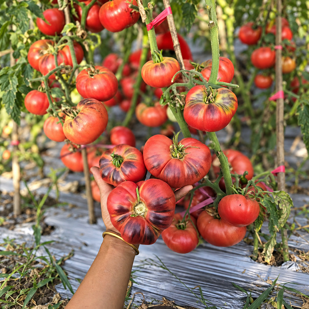 197 Mlle Foriers Tomato