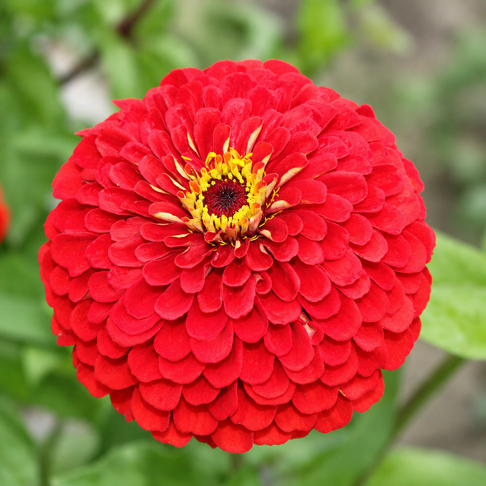 W1351 Large-Flowered Deep Red Zinnia