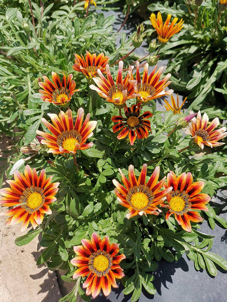 Gazania