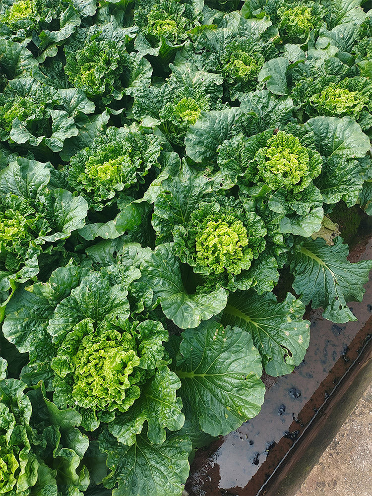 'Cuiqing 60' Qingmaye Chinese Cabbage
