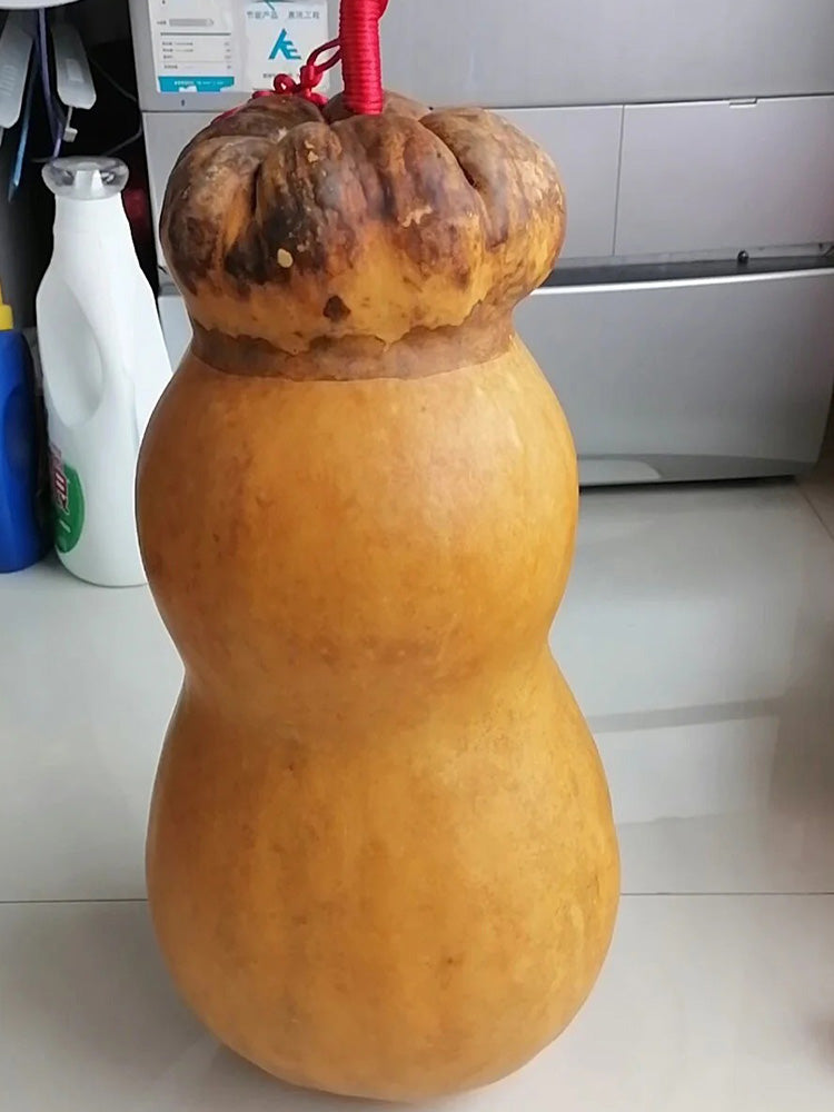 Small Lotus-head Gourd