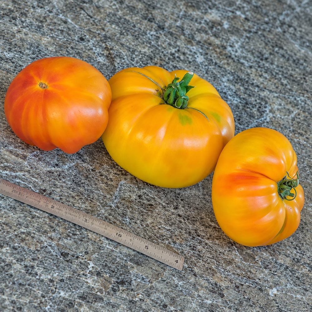 207 Stanley Tomato