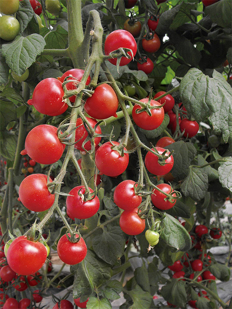 Pink Peach Tomato