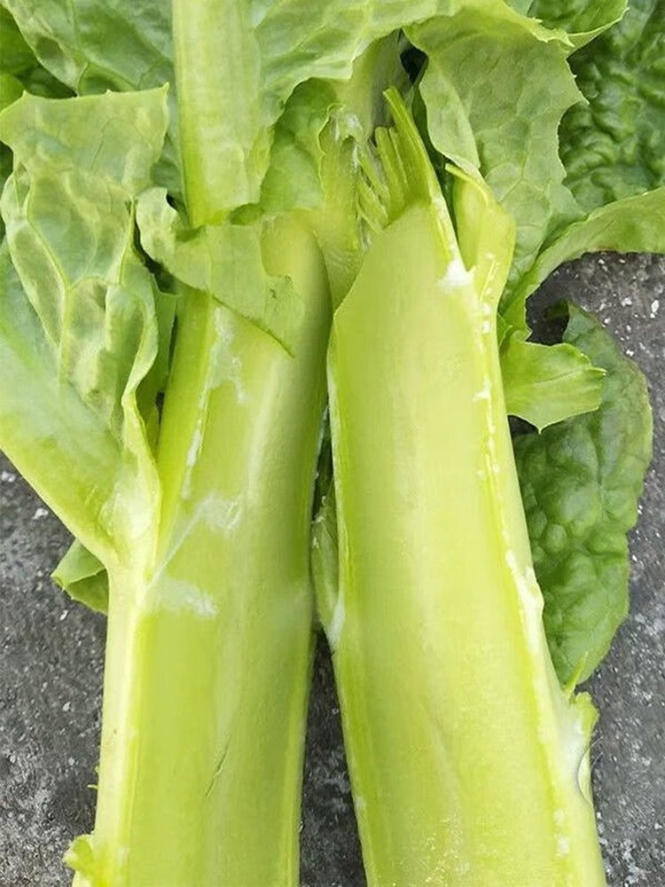 'Jiemei' Green Celtuce