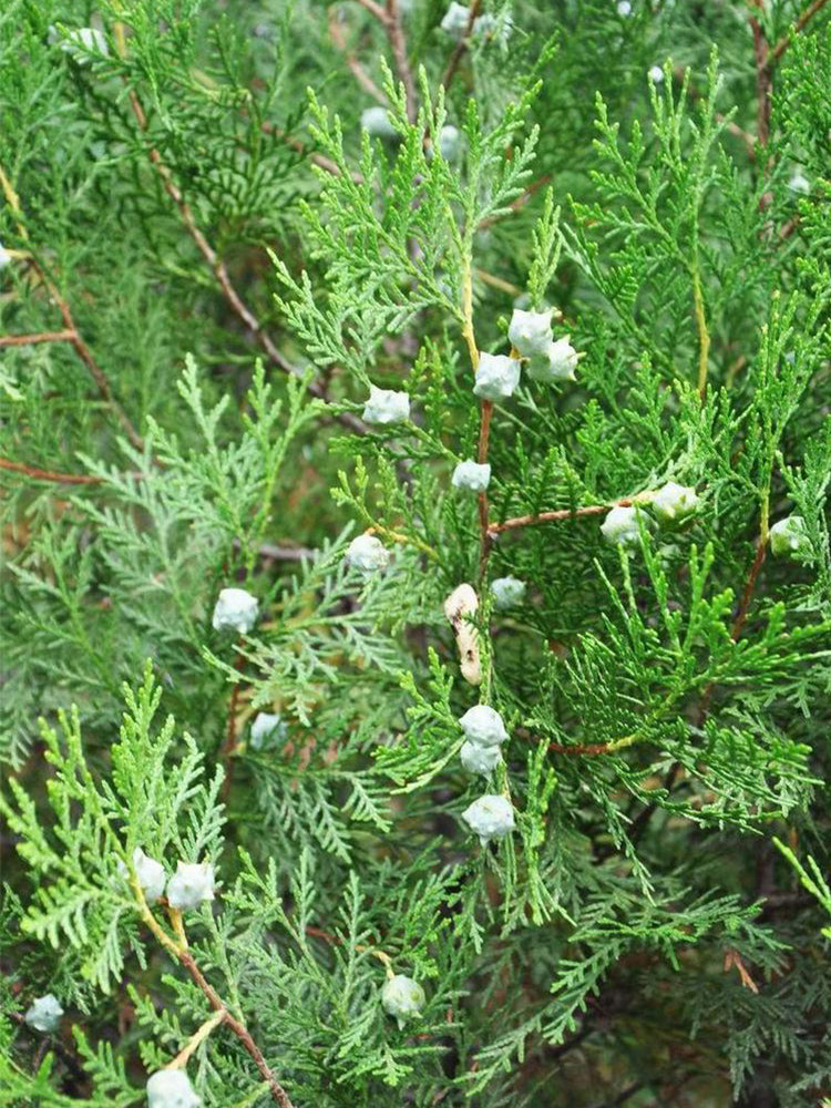 Chinese Arborvitae (Platycladus orientalis)