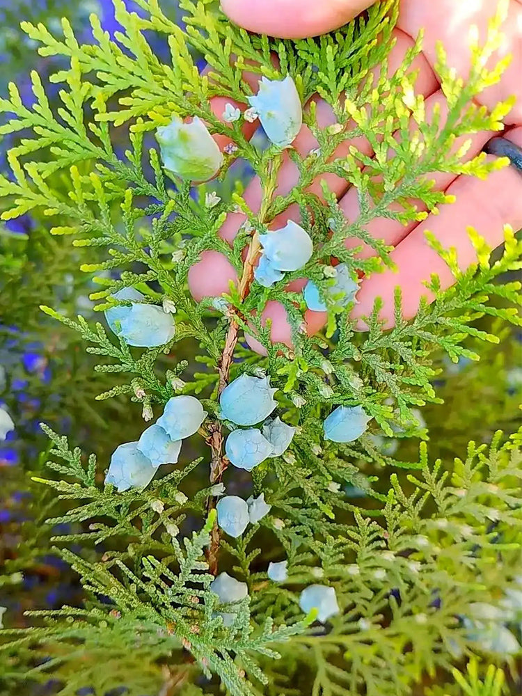 Chinese Arborvitae (Platycladus orientalis)